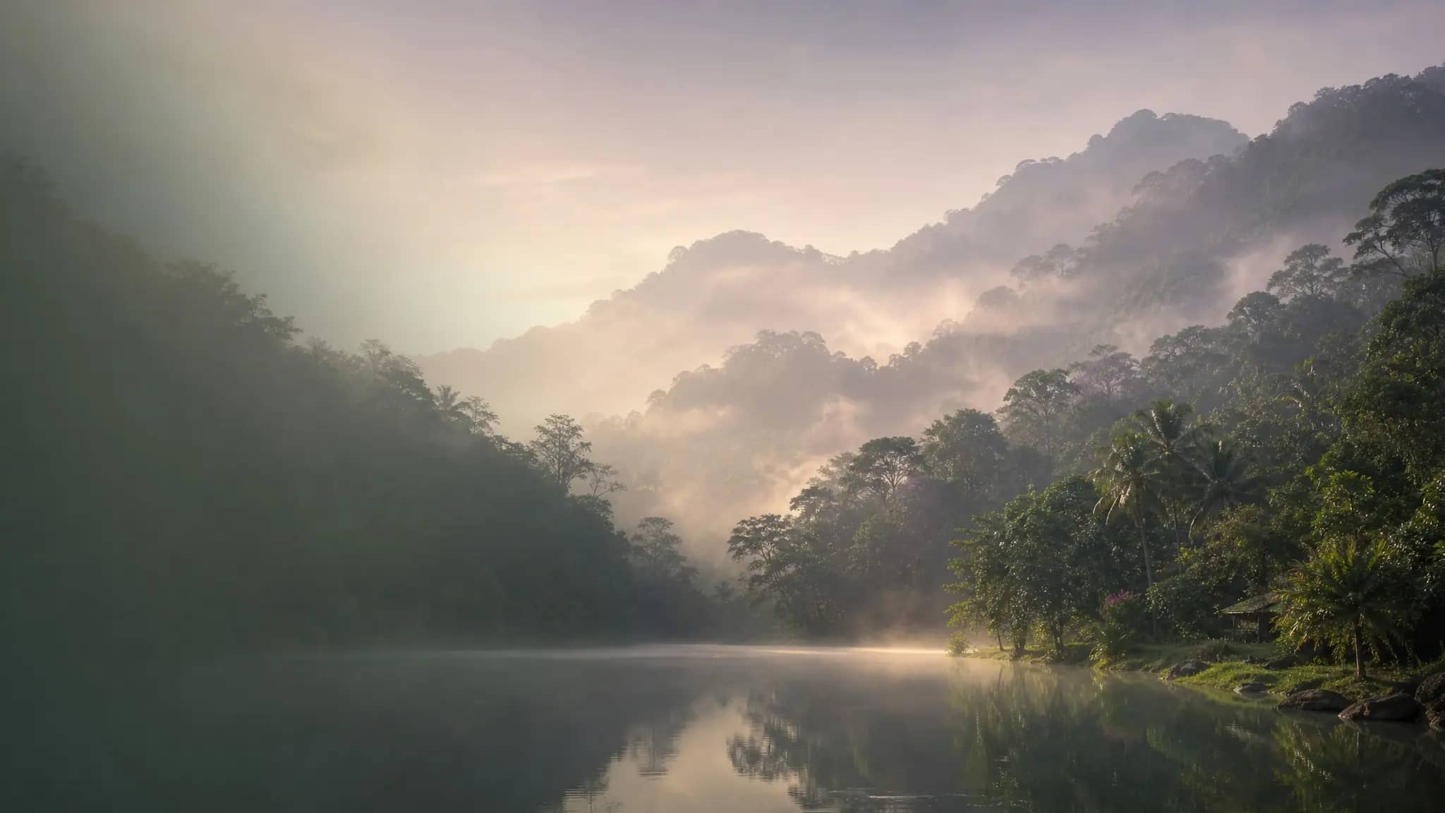 Misty Sri Lankan highland forest at dawn